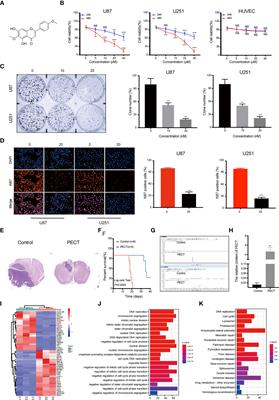 RRM2 Mediates the Anti-Tumor Effect of the Natural Product Pectolinarigenin on Glioblastoma Through Promoting CDK1 Protein Degradation by Increasing Autophagic Flux